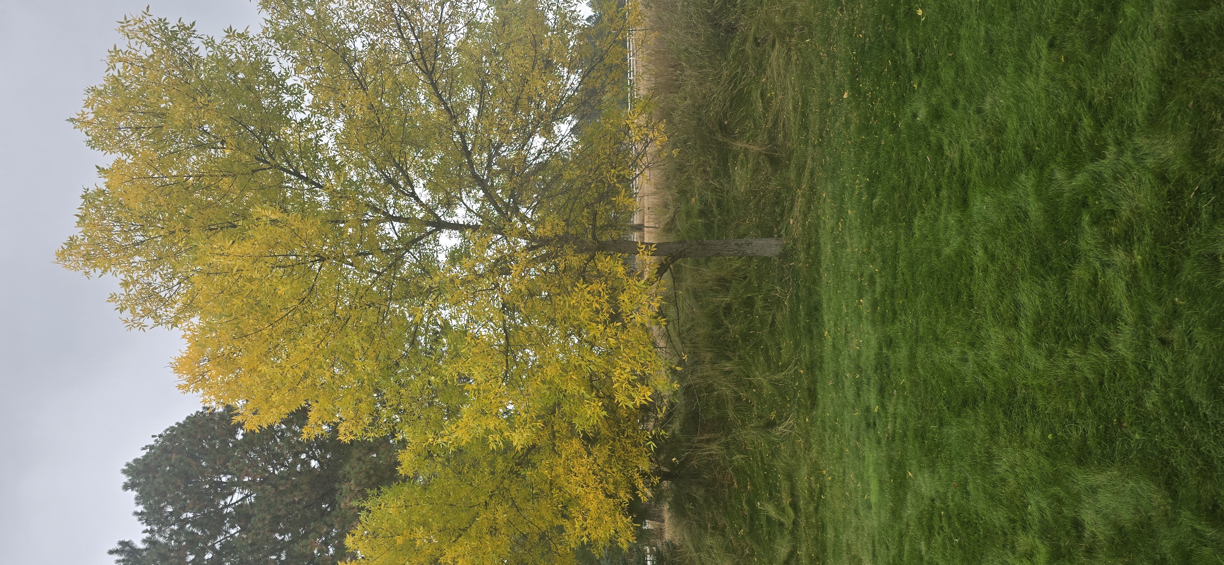 Fall leaves covering a residential lawn in Coeur d'Alene, Idaho