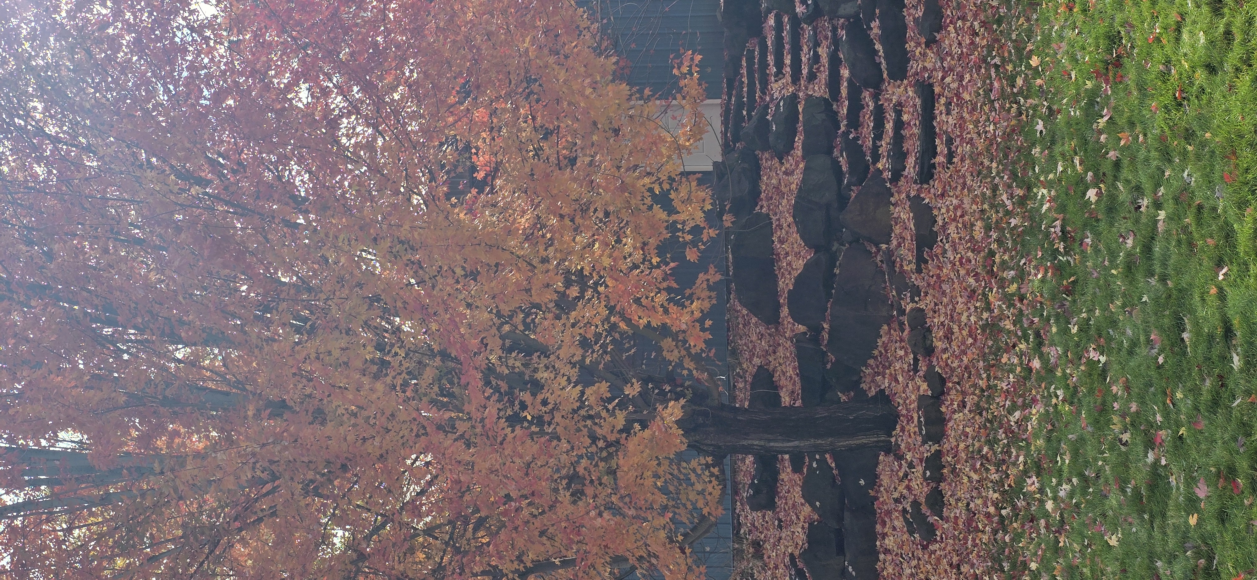 Autumn leaves across a North Idaho residential yard before seasonal cleanup